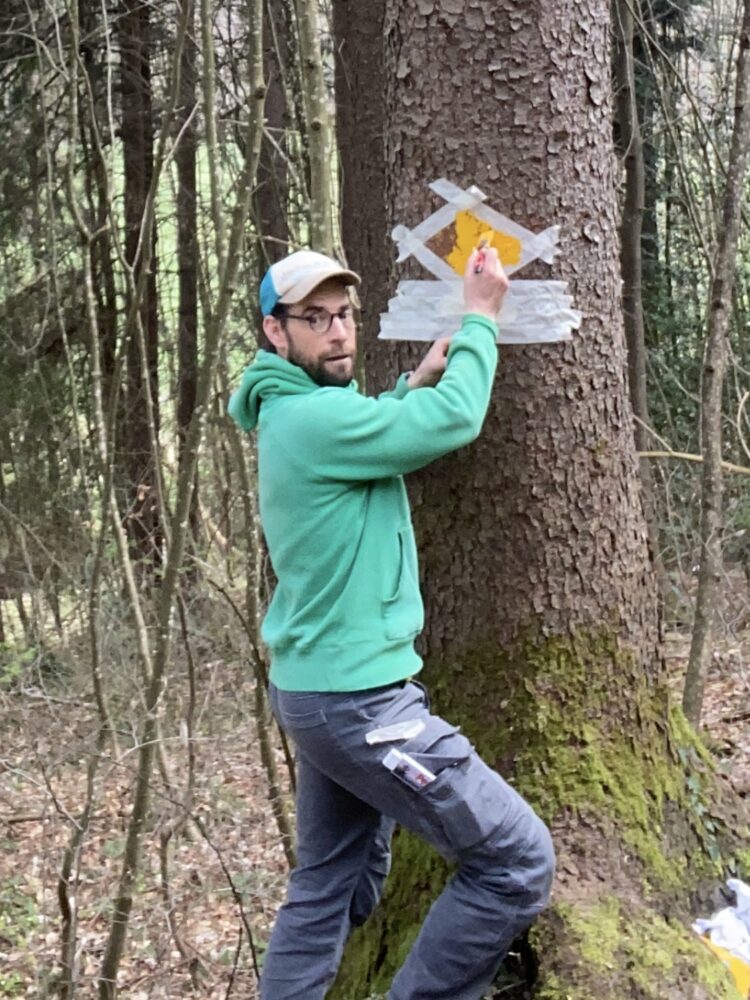 Baum Markierung